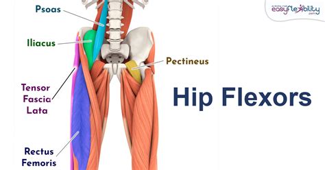 Hip Flexor Muscles