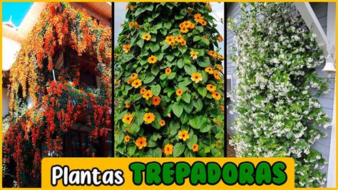 Plantas Trepadoras Con Bellas Flores Para Decorar Tu Hogar Youtube