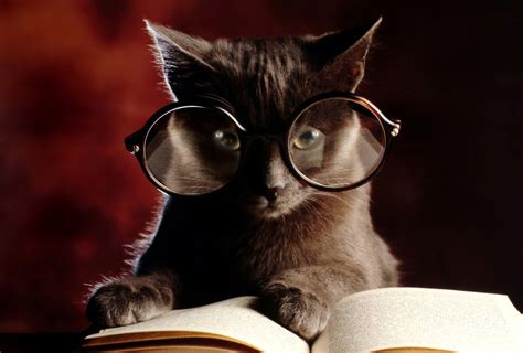 Glasses Humor Cats Books Mood Wallpaper 1920x1300 44983 Wallpaperup