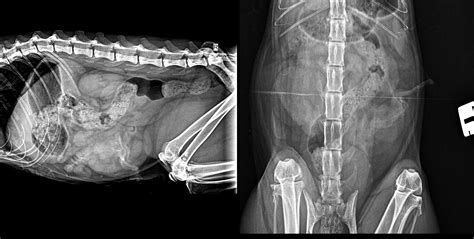Read their latest news right here. Endometrial Polyps in a cat - Vets on the Balkans - an ...