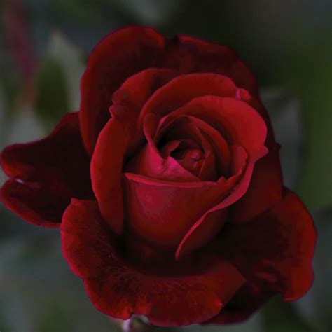 Dark Mysterious Red Don Juan Rose Photograph By Kathy Clark Pixels