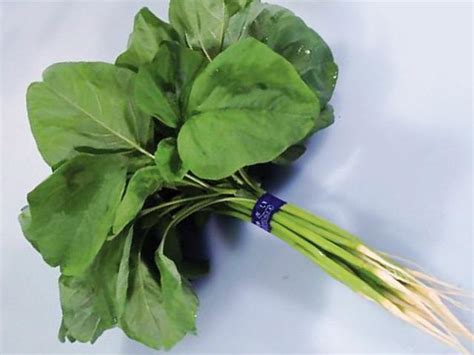 Makna dari sebuah nama juga terbilang penting bagi. SELAMAT DATANG KE BLOG CIKGUIBU: ULAM-ULAMAN YANG TERDAPAT ...