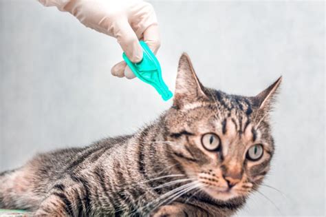 How To Get Rid Of Fleas On Kittens Kitty Reporter