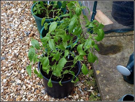 Marks Veg Plot Big Plants Plants Foliage