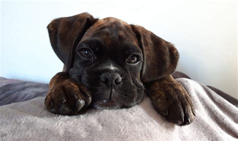 Are Boxer Puppies Born With Tails