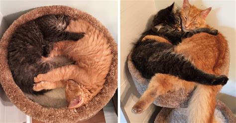 Inseparable Cats Insist On Sleeping Together Even After Outgrowing