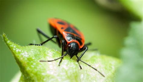 They also live on other animals and get food from a larva eats a lot and moults several times during its development process. What Eats Boxelder Bugs? | Sciencing