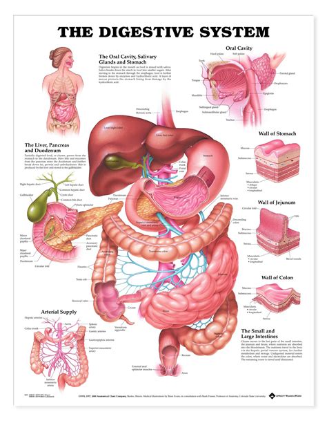 Pin On Digestive Pic