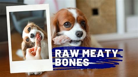 Raw Meaty Bones For Dogs Dog Nutrition And Biologically Appropriate