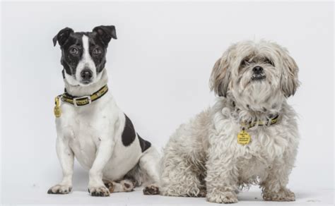 Dogs Trust Animal Rescue Centres And Homes Animals Charities