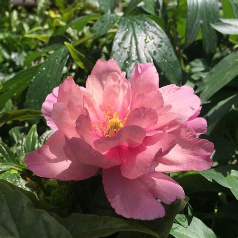 Keiko Adored Itoh Peony Itoh Peonies Botanical Flowers Flower Garden