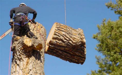 Maybe you would like to learn more about one of these? How Much Does Tree Removal Cost? - Tree Removal