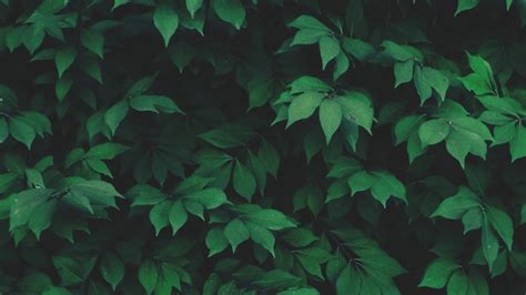 Download 83 Gratis Background Aesthetic Green Hd Background Id