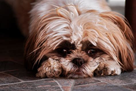 aider un chien à faire son deuil le blog