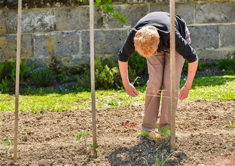 Tuteur De Tomates Types Matériaux Et Prix Ooreka