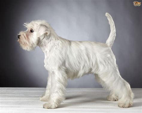 Miniature Schnauzer Dog Breed Facts Highlights And Buying Advice