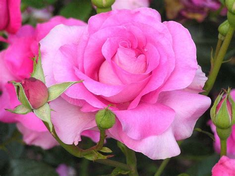 Download Full Bloom Pink Rose Flower Wallpaper