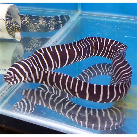 Gymnomuraena Zebra Zebra Moray Eel Aquarium Reefsolution Inc