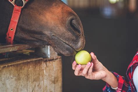 Snacking Success How To Feed A Horse An Apple