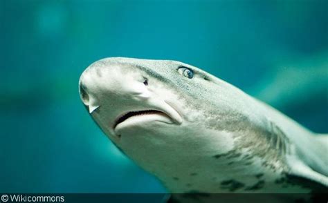 Study Sharks Follow Their Noses To Navigate The Oceans