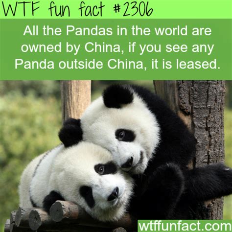All Pandas Are Owned By China Wtf Fun Facts Fun Facts Weird Facts