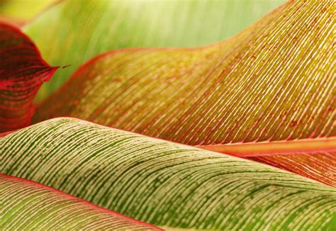 Indonesia, Bali, Close-Up Of Tropical Plants, Leaves - PacificStock