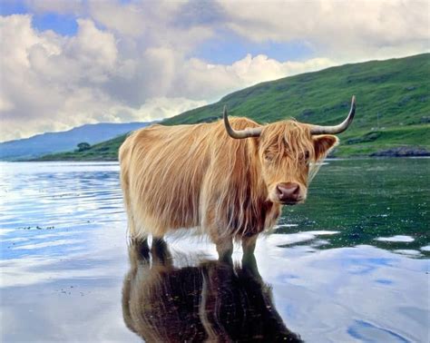 Pin By Yvonne Batten On Highland Coo Animals Scottish