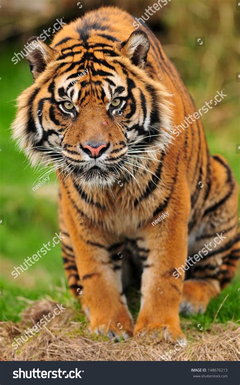 Closeup Portrait Male Sumatran Tiger Staring Stock Photo 148676213