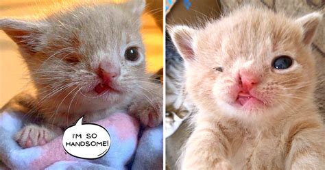 Man Saves Runt Kitten Rejected By Mother And Helps Her Blossom Into