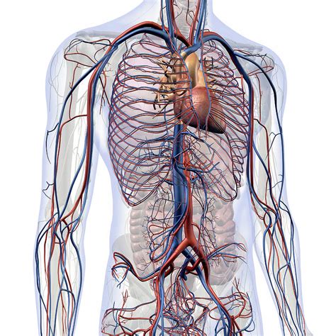 Male Internal Anatomy Of Heart Photograph By Hank Grebe