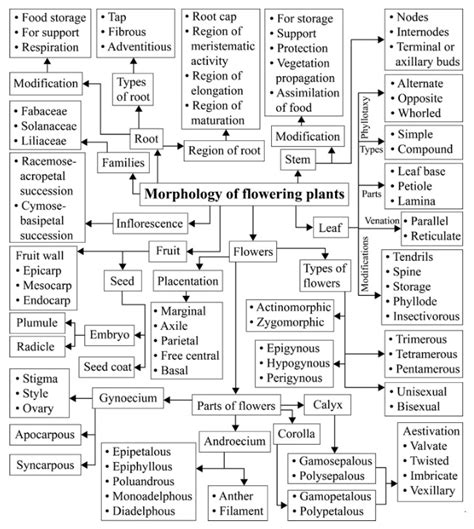 Ncert Solutions For Class Biology Chapter Morphology Of Flowering