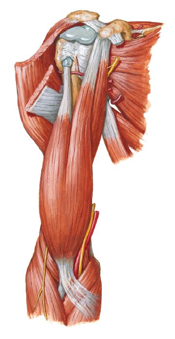 Muscles That Move The Forearm Deep Anterior View Diagram Quizlet