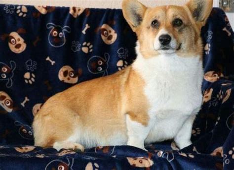 Pembroke Welsh Corgi Puppy For Sale Adoption Rescue For Sale In