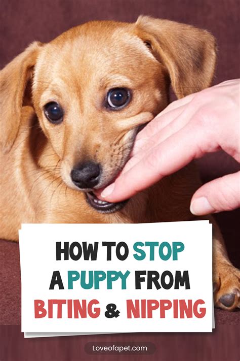 A Dog Is Being Petted By A Person Holding A Sign That Says How To Stop