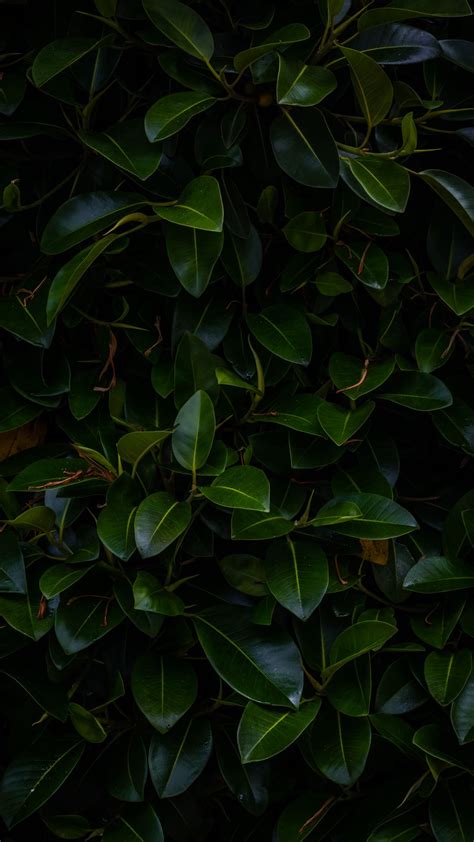 Download Wallpaper 1080x1920 Leaves Plant Green Dark