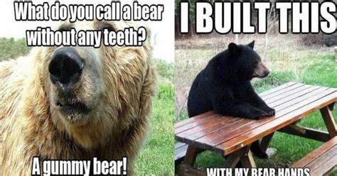 Image Result For Pun Memes Grizzly Bear Koala Bear Black Bear Brown