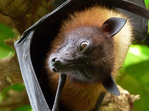 Gordon Grice Flying Foxes