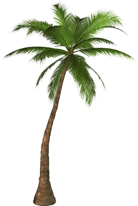 Collection Of Png Of A Palm Tree Pluspng