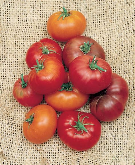 Bulk Pink Brandywine Sudduths Strain Tomato Seeds — Seeds N Such
