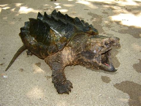 Alligator Snapping Turtle Reptile Texas Alligator Snapping Turtle
