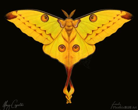 We did not find results for: Comet Moth (Argema mittrei) — Weasyl