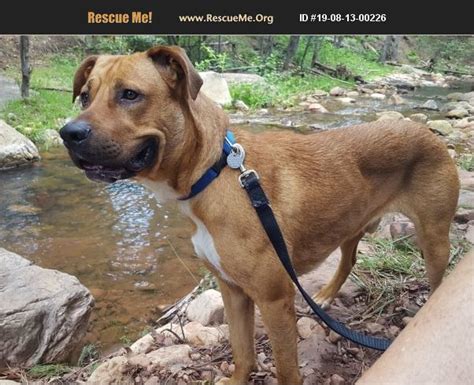 The redbone hound was bred in 1840 when dr. ADOPT 19081300226 ~ Redbone Coonhound Rescue ~ Gilbert, AZ