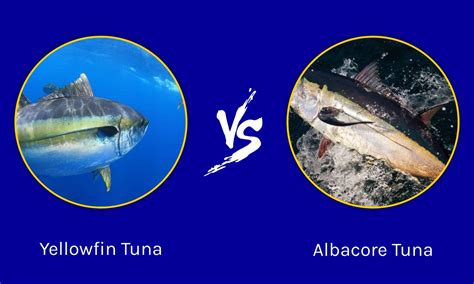 Yellowfin Tuna Vs Albacore Whats The Difference