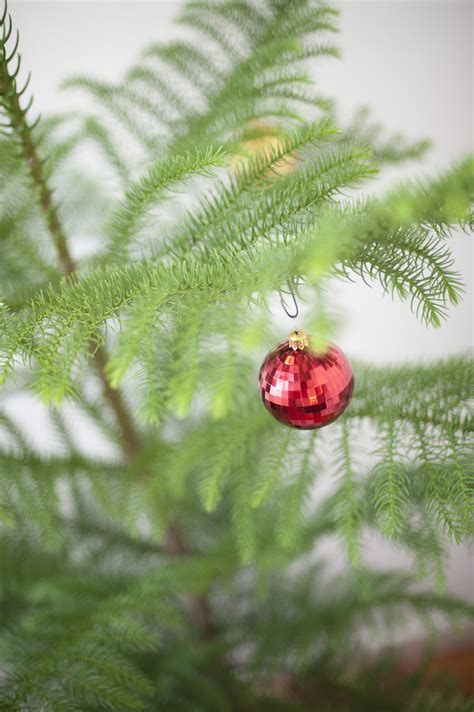 Photo Of Natural Pine Christmas Tree And Bauble Free Christmas Images