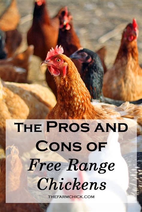 The Pros And Cons Of Free Range Chickens