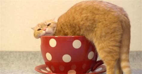 Adorable Cat Really Wants To Fit Into This Tiny Cup Hysterical