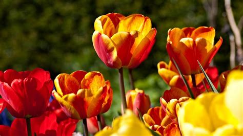 Wallpaper Tulips Flowers Flowing Colorful Sunny Hd Picture Image