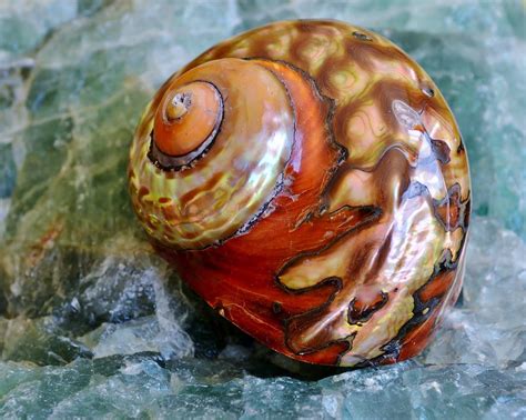 Natural large sea snail decoration/big seashell decor/sea shell/snail shell/ancient fossil/ocean decor/beach gift/beach decor. Sea Snail Shell Photograph by Werner Lehmann