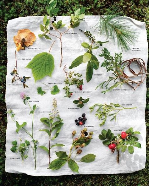 96 Best Foraging Edibles In Ontario Canada Images On Pinterest