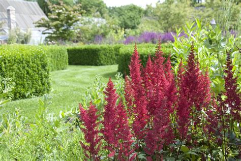 How To Grow And Care For Astilbe